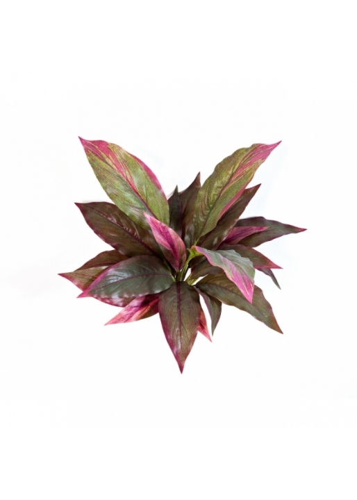 Cordyline Red/Green 30 cm