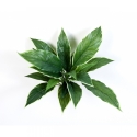 Cordyline Variegated 30 cm