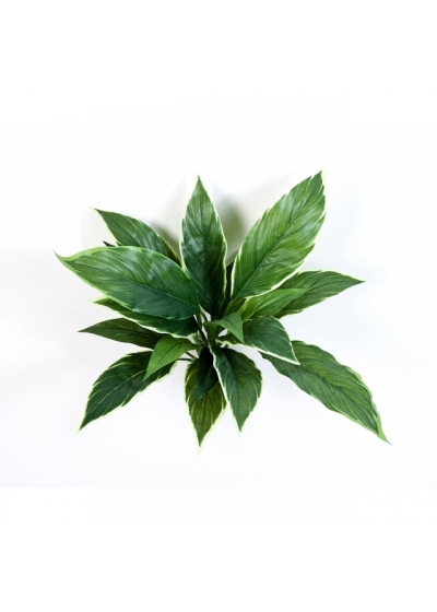 Cordyline Variegated 30 cm