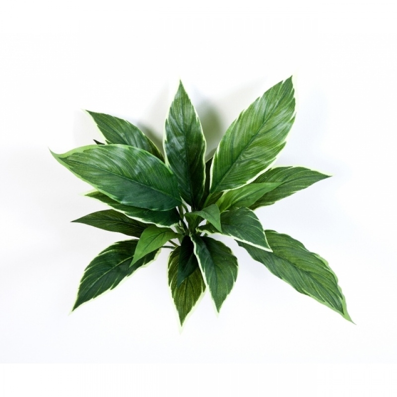 Cordyline Variegated 30 cm