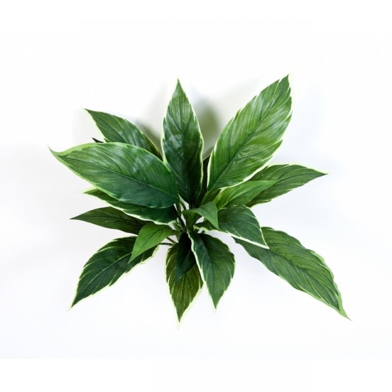 Cordyline Variegated 30 cm