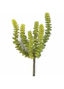 Crassula Perforata x 6 17 cm