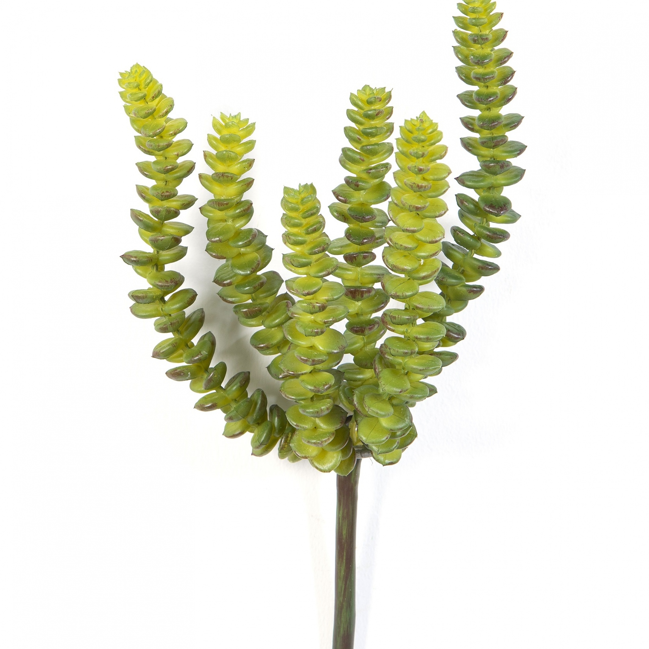 Crassula Perforata x 6 17 cm