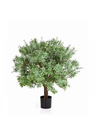 Crossostephium Ball Tree 60 cm