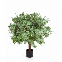 Crossostephium Ball Tree 60 cm