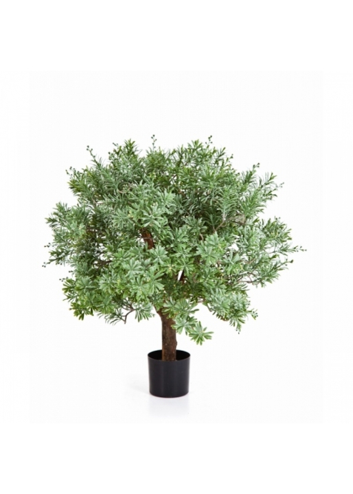 Crossostephium Ball Tree 60 cm