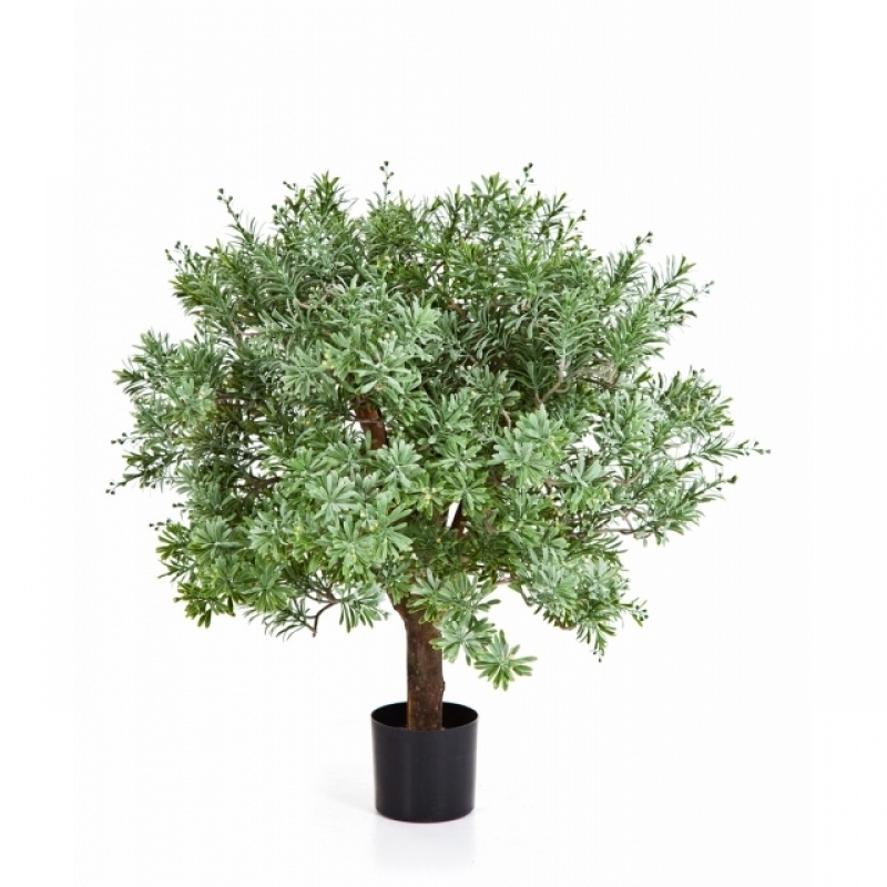 Crossostephium Ball Tree 60 cm