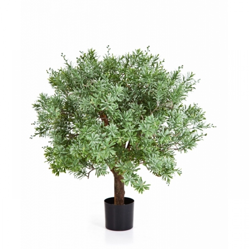 Crossostephium Ball Tree 60 cm