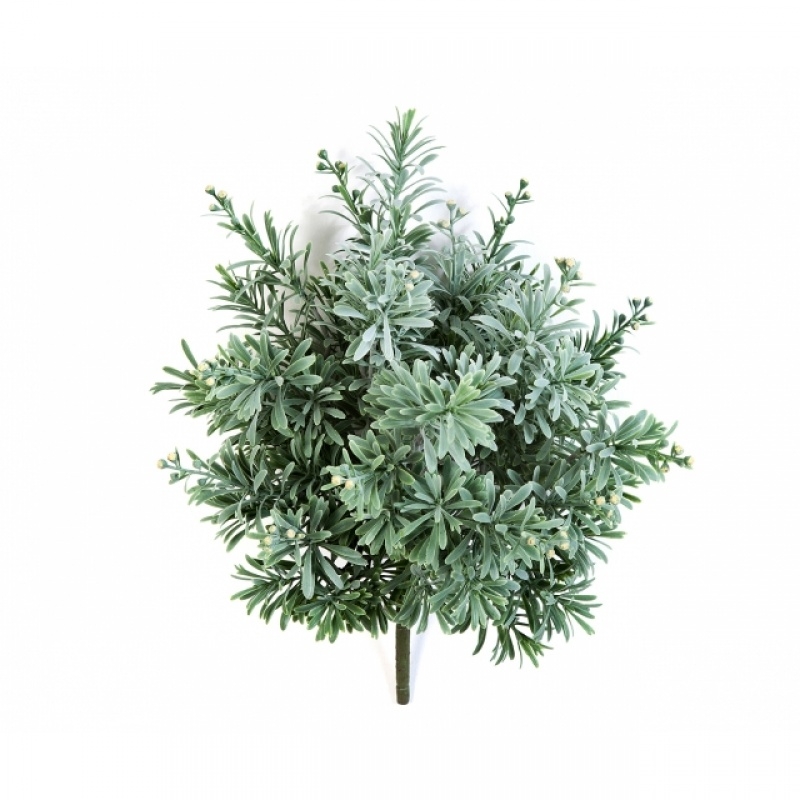 Crossostephium Bush 38 cm