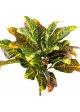 Croton Leaf Bush x 30 40-55 cm
