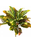 Croton Leaf Bush x 30 40-55 cm
