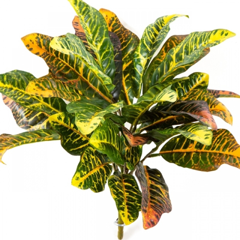 Croton Leaf Bush x 30 40-55 cm
