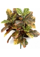 Croton Plant x 3 75 cm