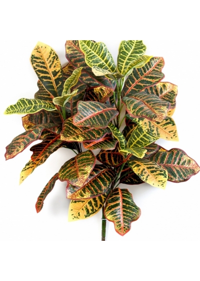 Croton Plant x 3 75 cm