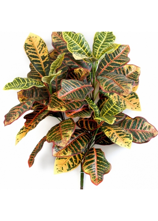 Croton Plant x 3 75 cm