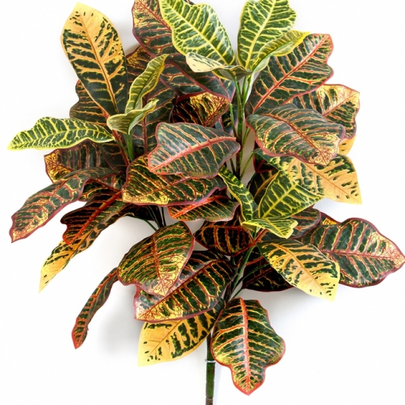 Croton Plant x 3 75 cm