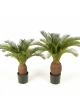 Cycas plant w/pot 65 cm