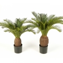Cycas plant w/pot 65 cm