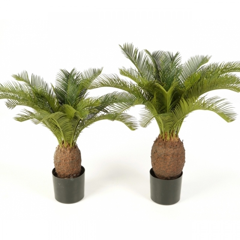 Cycas plant w/pot 65 cm