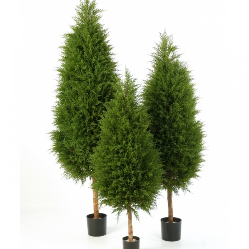 Cypress Tree 150 cm