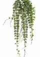 Dichondra Hanging Bush Cream - UV 58 cm