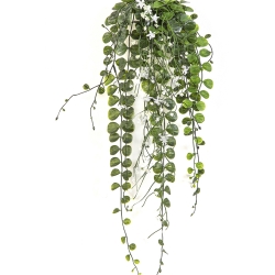 Dichondra Hanging Bush Cream - UV 58 cm