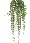 Dichondra Hanging Bush Cream - UV 58 cm