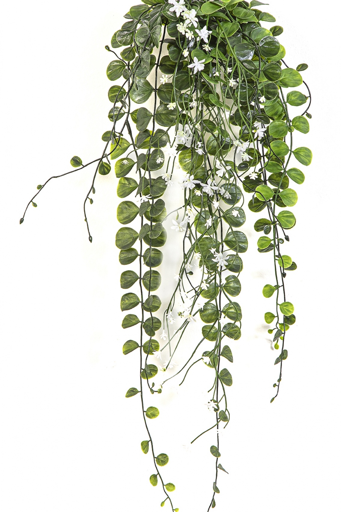 Dichondra Hanging Bush Cream - UV 58 cm