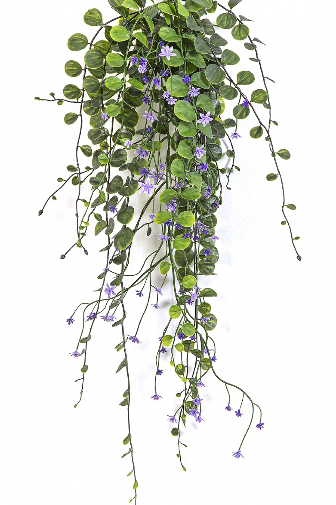 Dichondra Hanging Bush Purple - UV 58 cm
