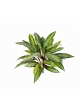 Dracaena bush x 36 48 cm