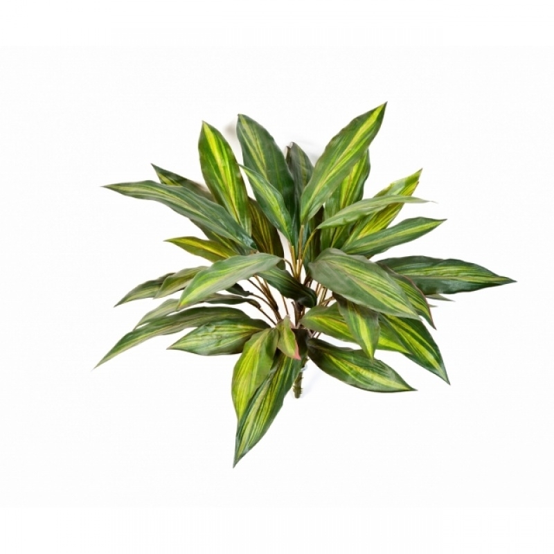 Dracaena bush x 36 48 cm
