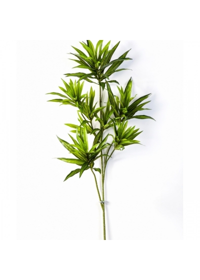 Dracaena reflexa spray green 70 cm