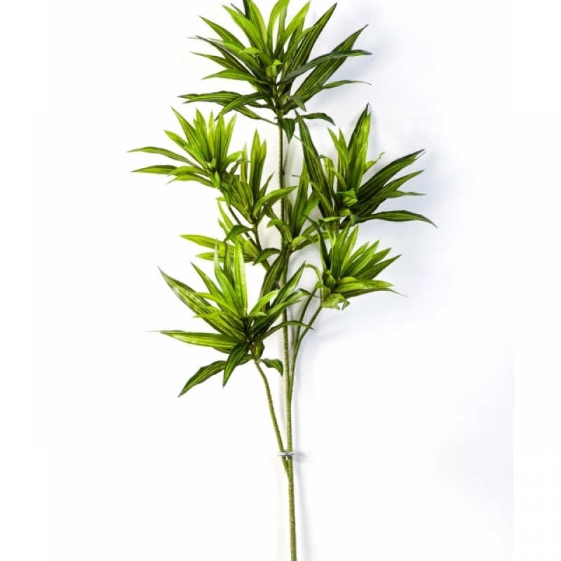 Dracaena reflexa spray green 70 cm