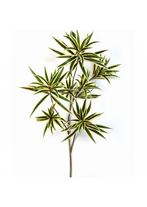 Dracaena reflexa spray variegated 70 cm