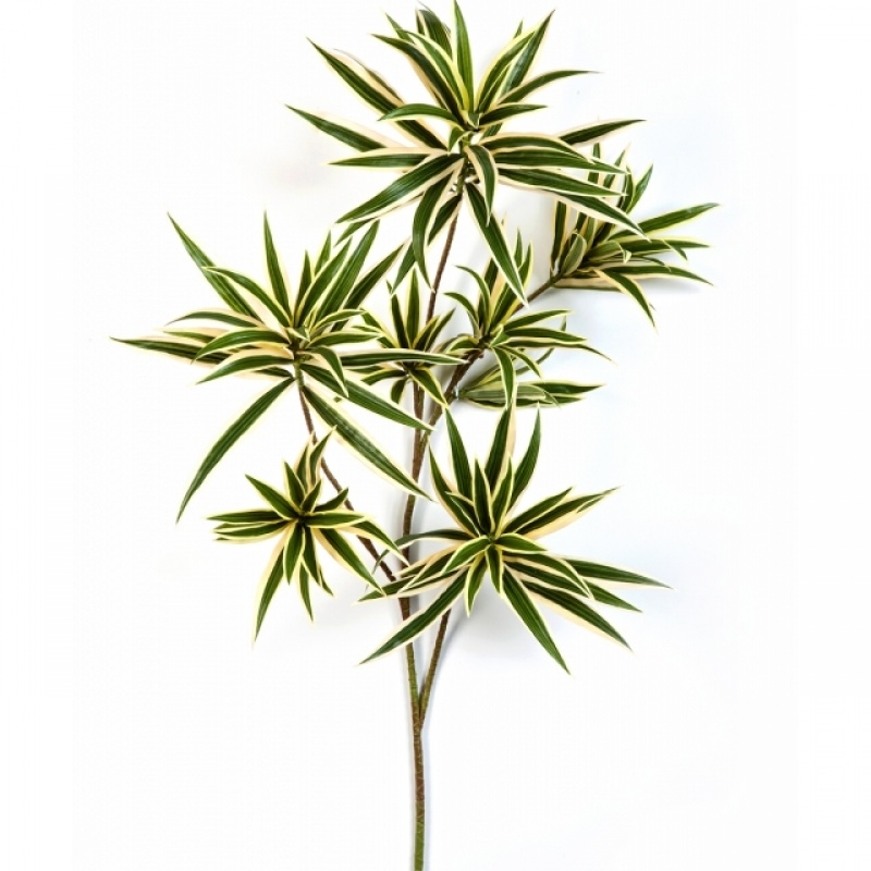 Dracaena reflexa spray variegated 70 cm