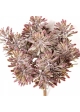 Dusty Miller Bush Burgundy Red 18 cm