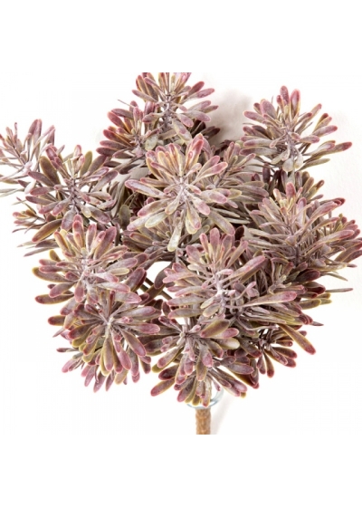 Dusty Miller Bush Burgundy Red 18 cm