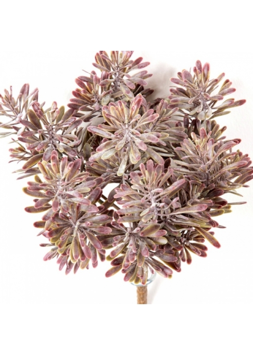 Dusty Miller Bush Burgundy Red 18 cm