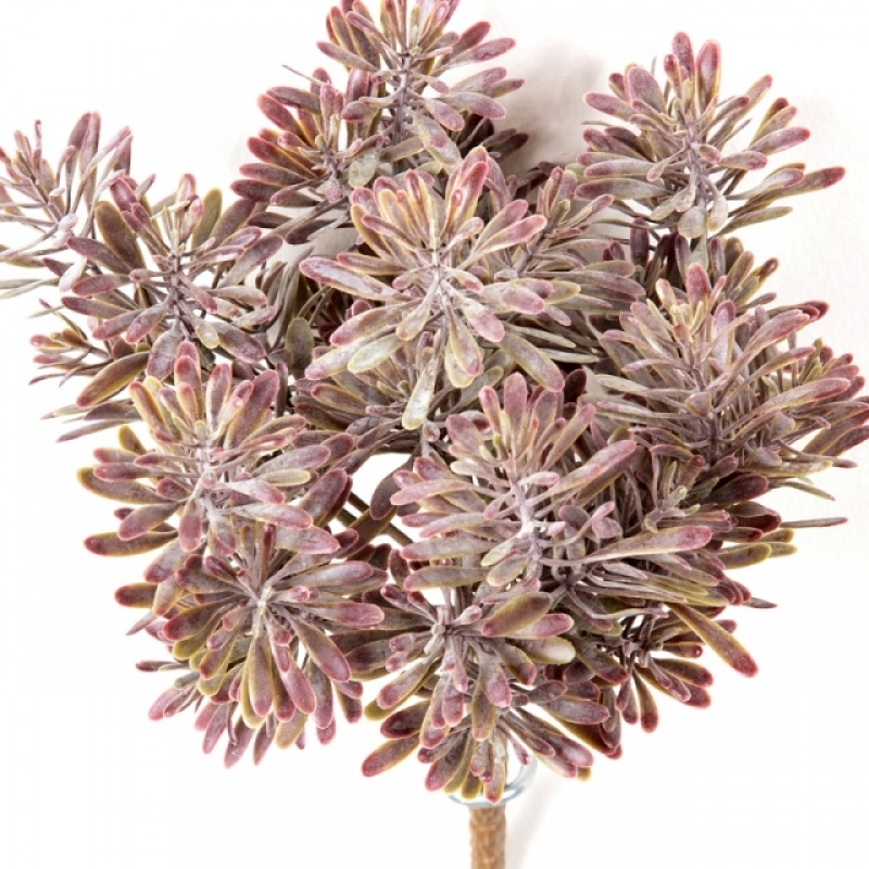 Dusty Miller Bush Burgundy Red 18 cm