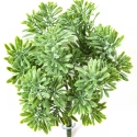 Dusty Miller Bush Green 18 cm