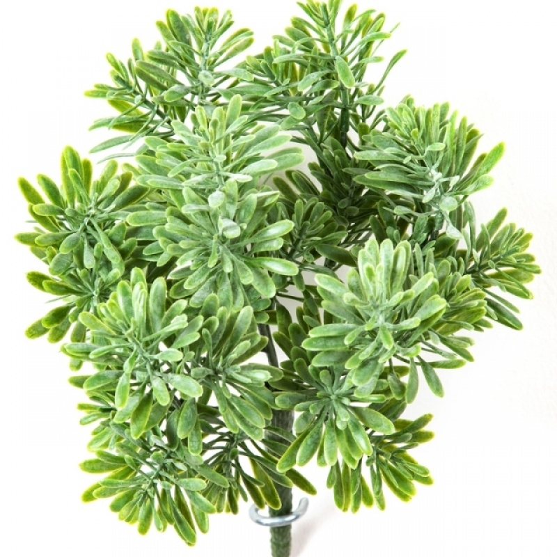 Dusty Miller Bush Green 18 cm