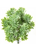 Dusty Miller Bush Green 18 cm