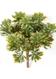 Dusty Miller Bush Green/Red 18 cm