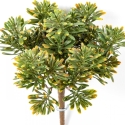 Dusty Miller Bush Green/Red 18 cm