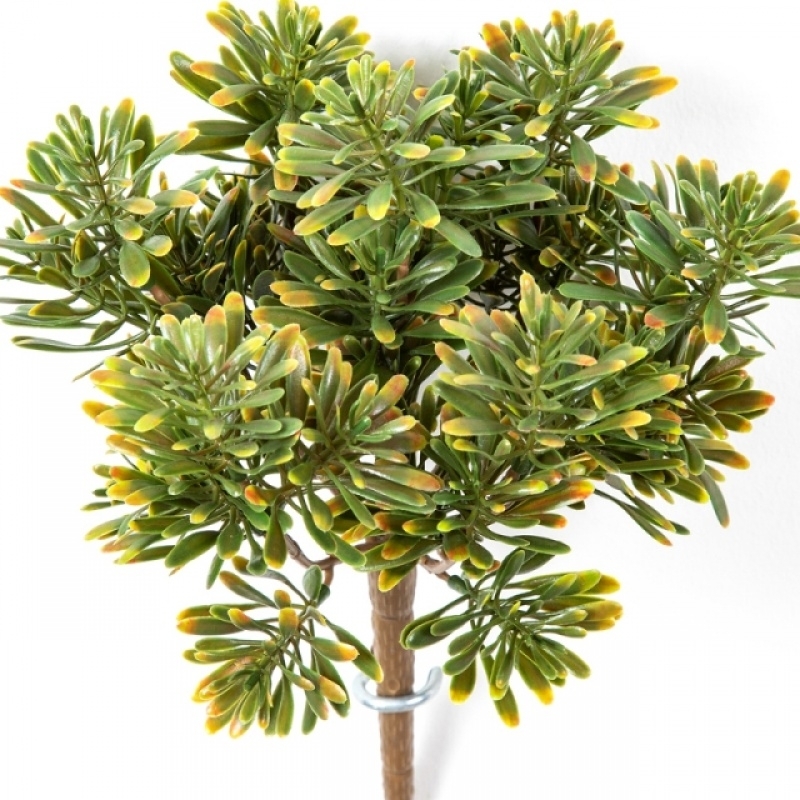Dusty Miller Bush Green/Red 18 cm