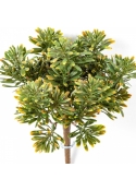Dusty Miller Bush Green/Red 18 cm
