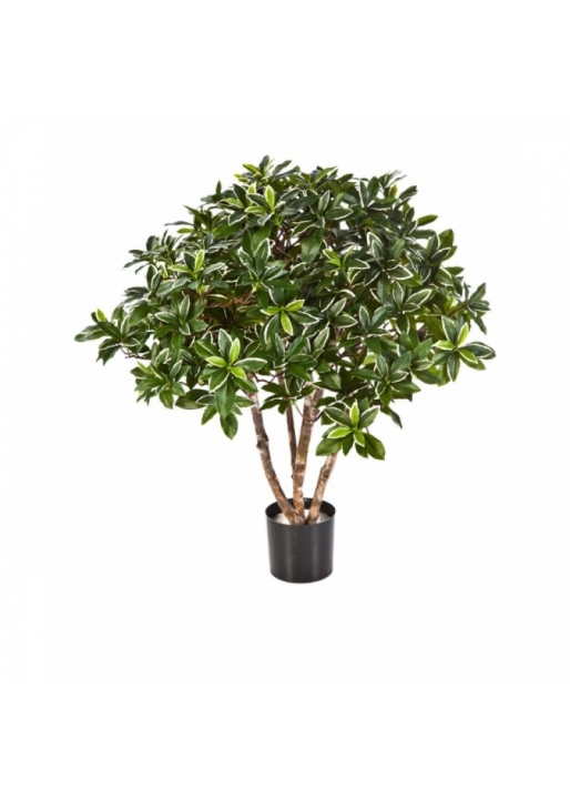 EUONYMUS JAPONICUS BUSH 75 cm