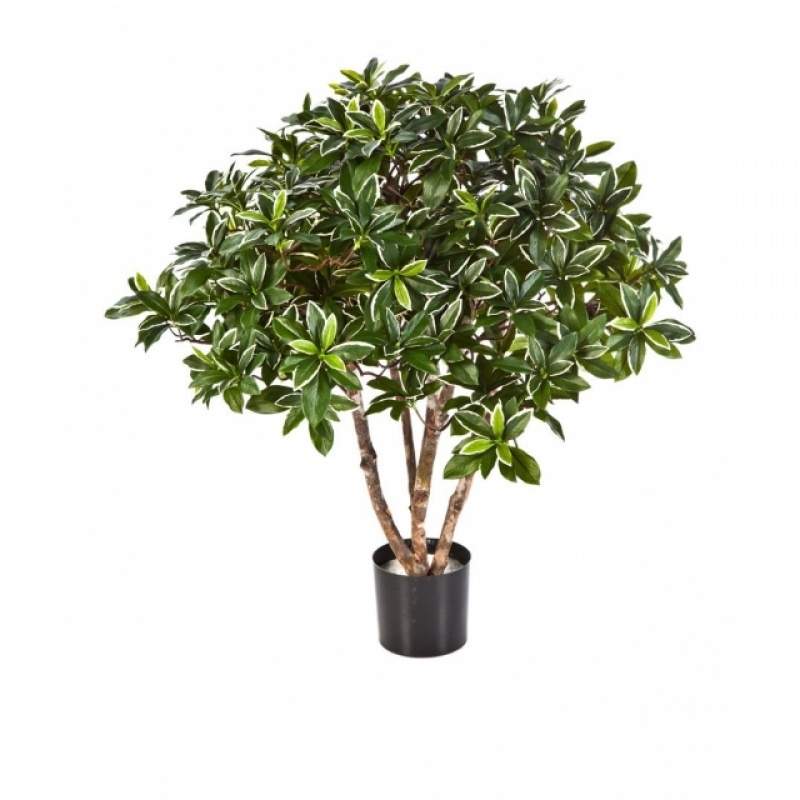 EUONYMUS JAPONICUS BUSH 75 cm