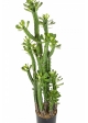 EUPHORBIA ROYLENA CACTUS 118 cm