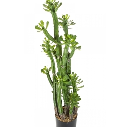 EUPHORBIA ROYLENA CACTUS 118 cm